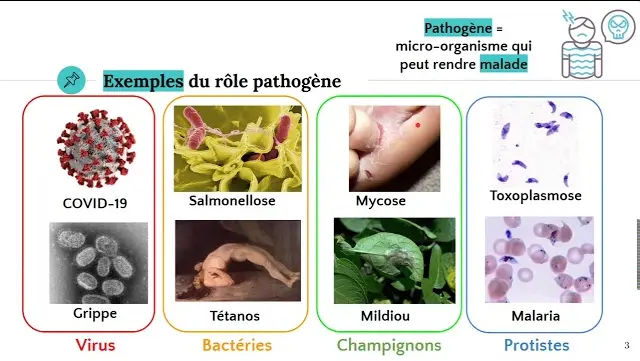 Les différents agents pathogènes 